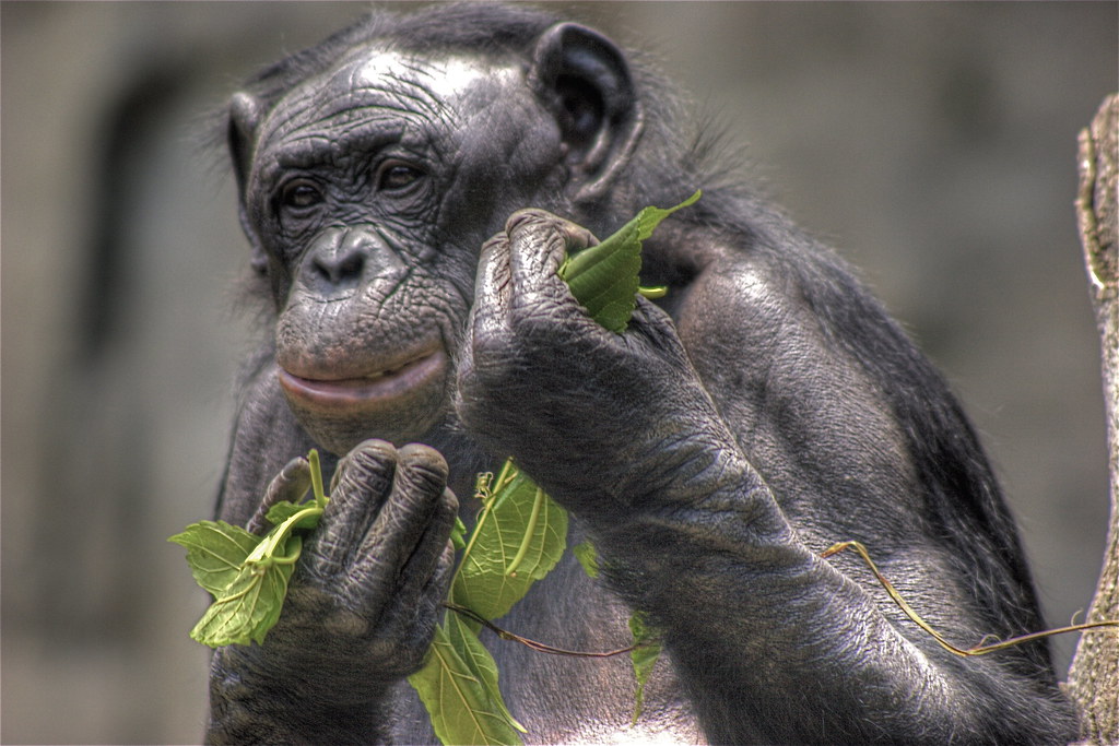 A Bonobo Bonobos are the rarest and most intelligent anima… Flickr