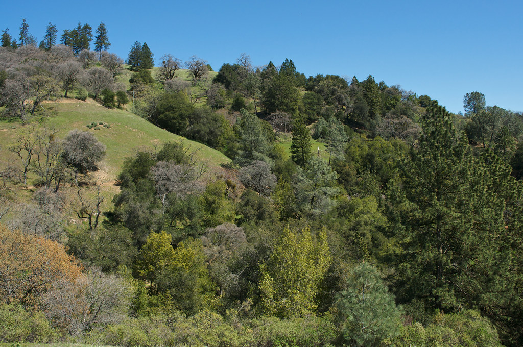 Least You Know The Different Types Of Oak Trees In California SARPO