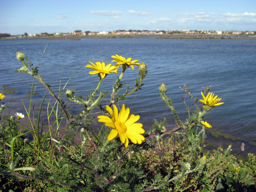Margarita esta linda la mar. (1) A MARGARITA DEBAYLE M… Flickr