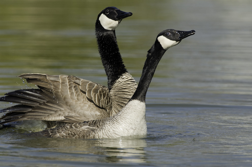 Mating Canada Geese 5 Head up display. Robin Arnold Flickr