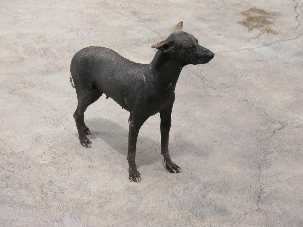 Hairless Dog This is supposed to be the breed of dog that … Flickr