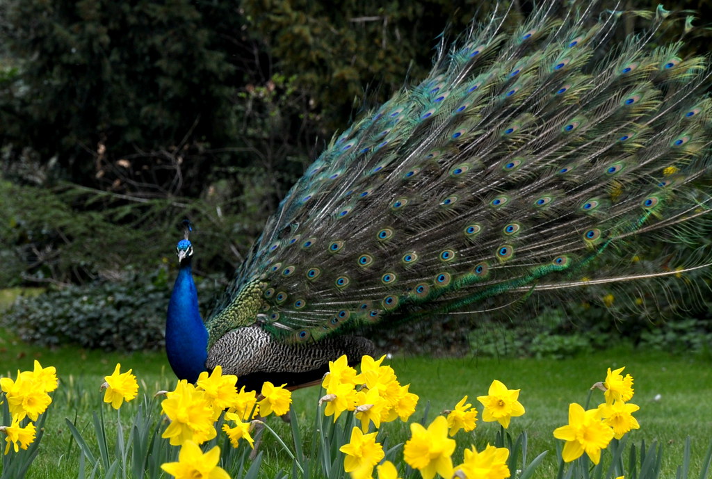 Peacock Hunting photos together with Richard Taken at Jard… Flickr