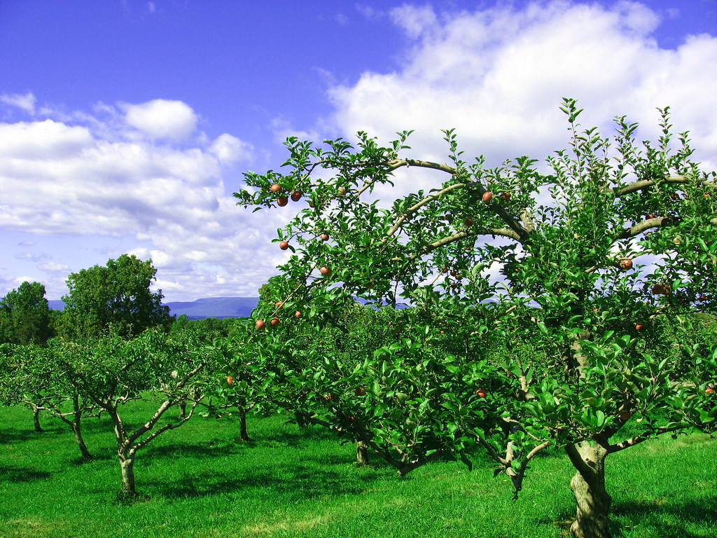 DutchessIMG_5452 Cedar Heights Orchard Rhinebeck, New York