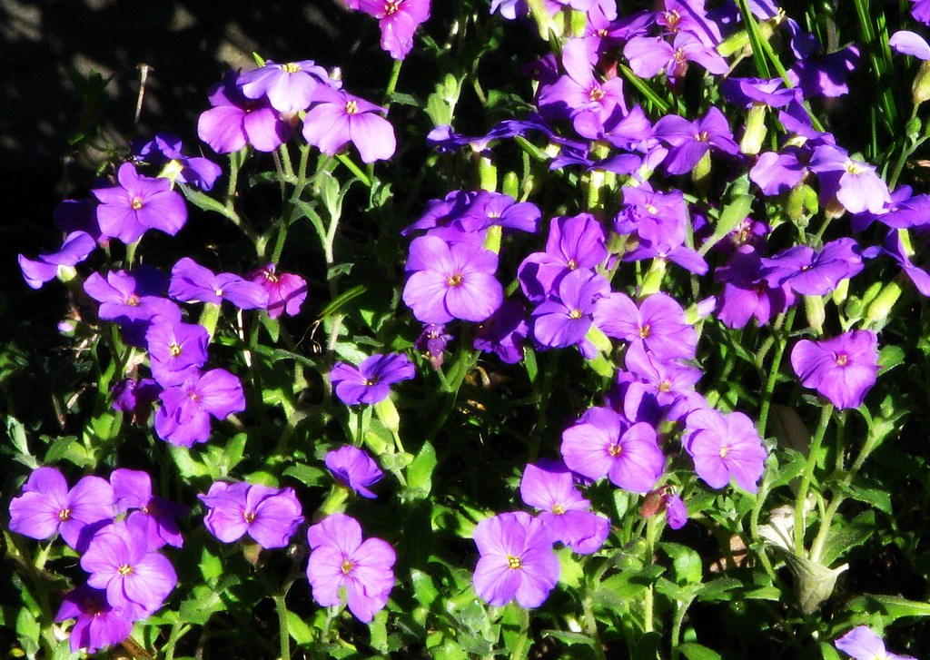 violet flowers these are common, but being me, I have no i… Flickr