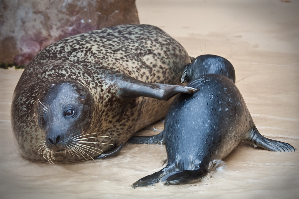 Mom and baby seal Mother nursing her baby seal, with a pro… Flickr