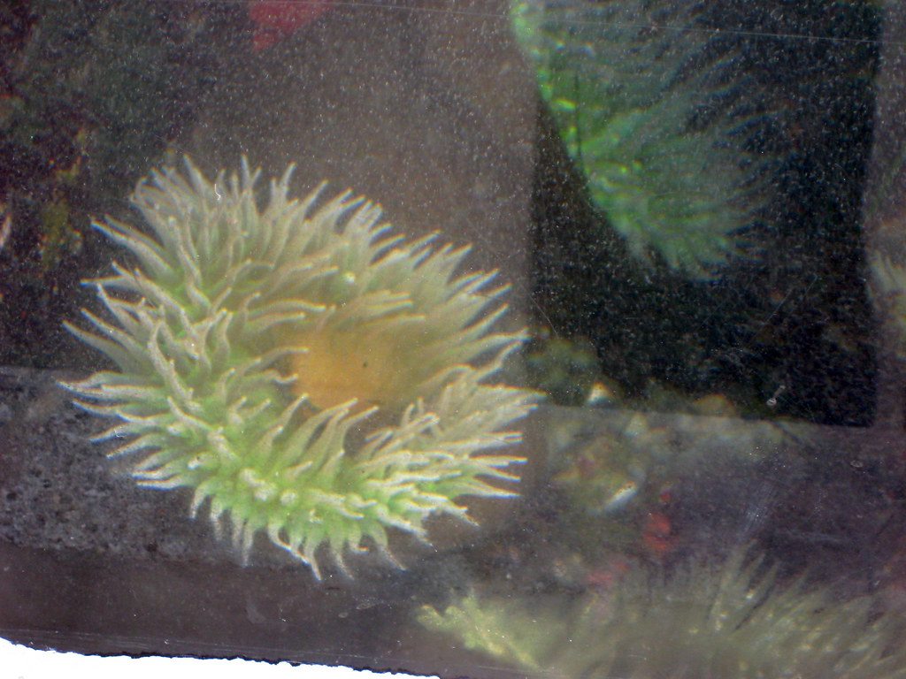 fish eating plants anselamatuer Flickr