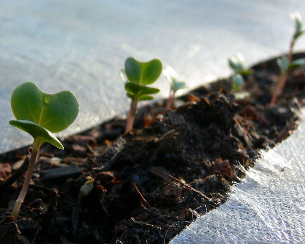Broccoli sprouts, 9 days from sowing Jessica Merz Flickr