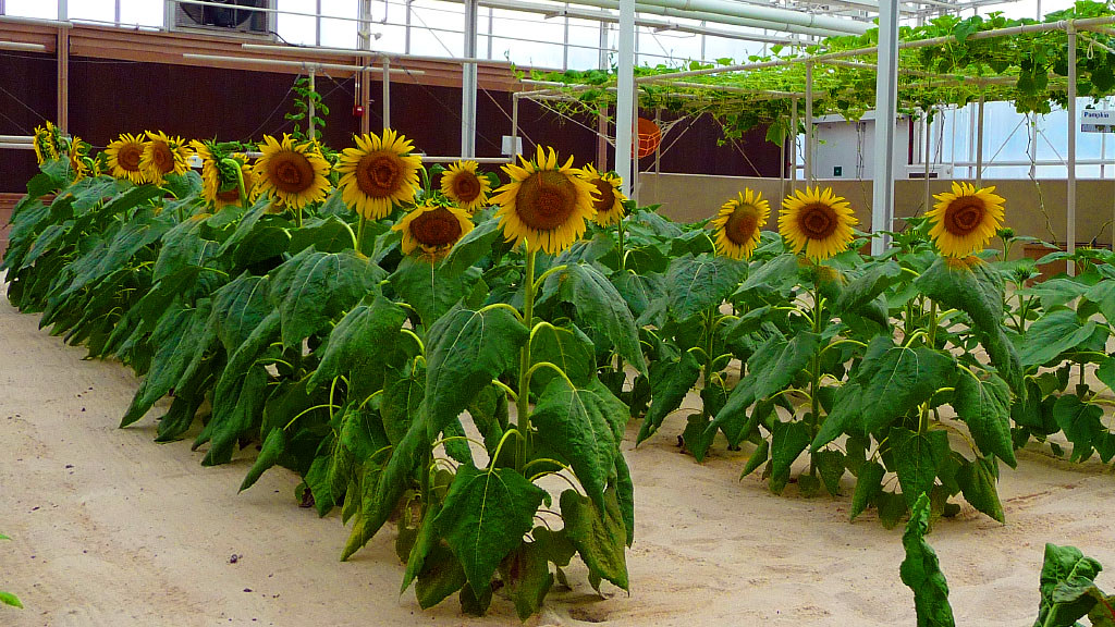 Hydroponic Sunflower Kevin Flickr