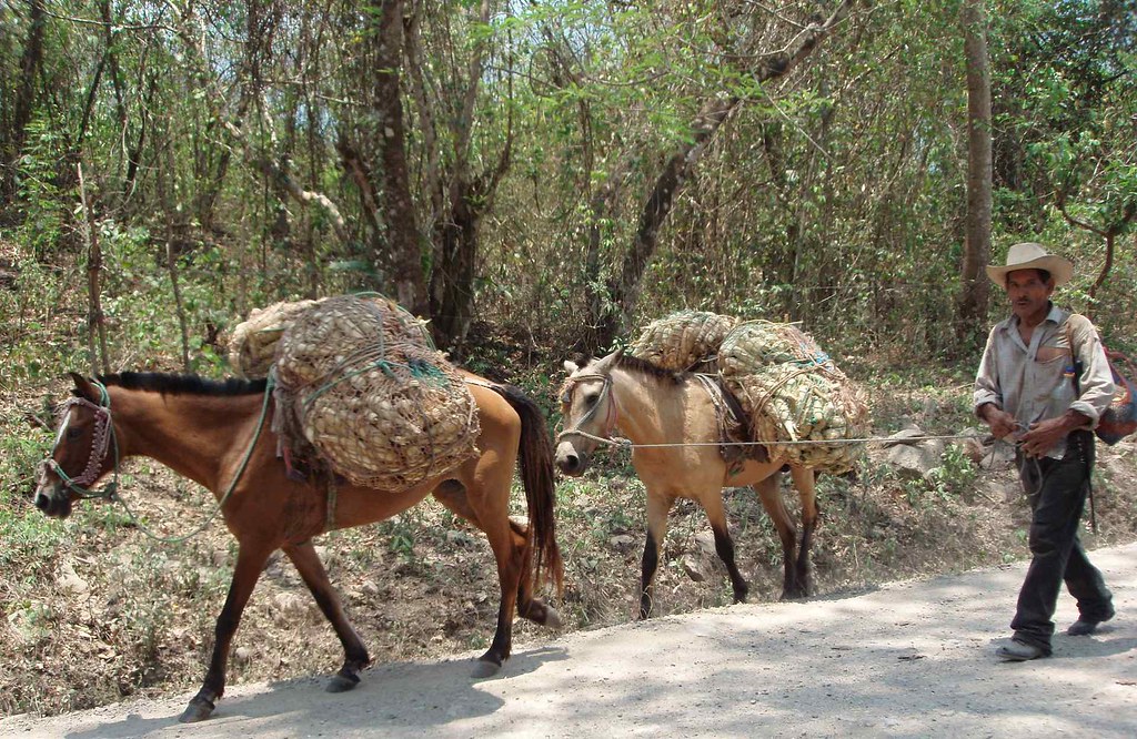 Cargando el maíz en caballos carrying corn on horses; Santa Bárbara