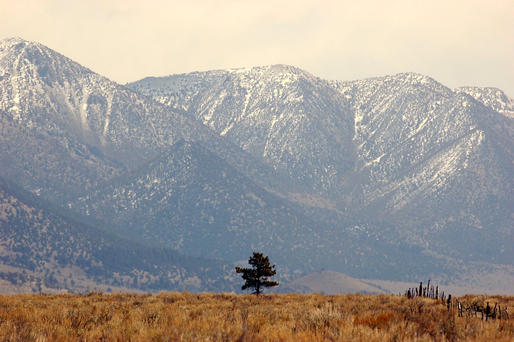 Scout Tree Inyo National Forest California A lone Jeffrey … Flickr