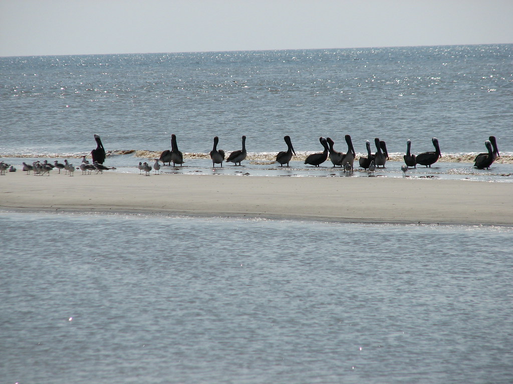 Sapelo Island by jetski, coastal living, p… Flickr