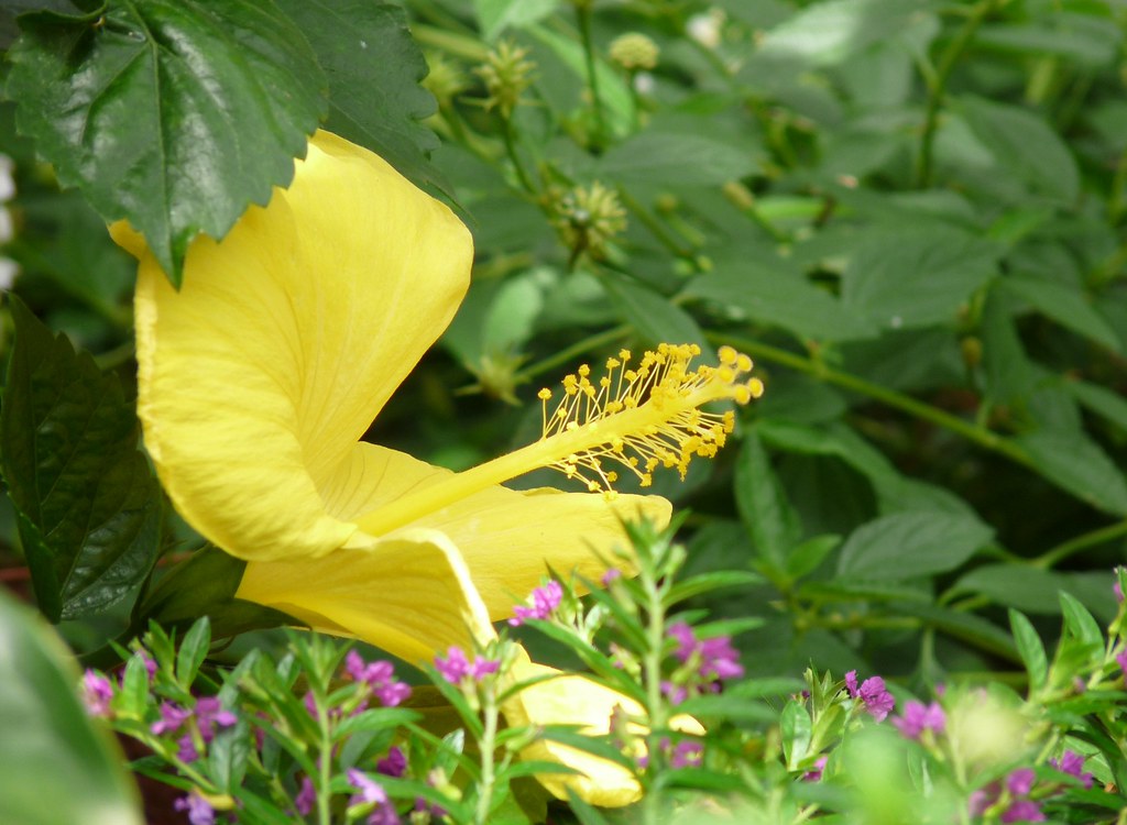 Yellow Flower Carol Robinson Flickr