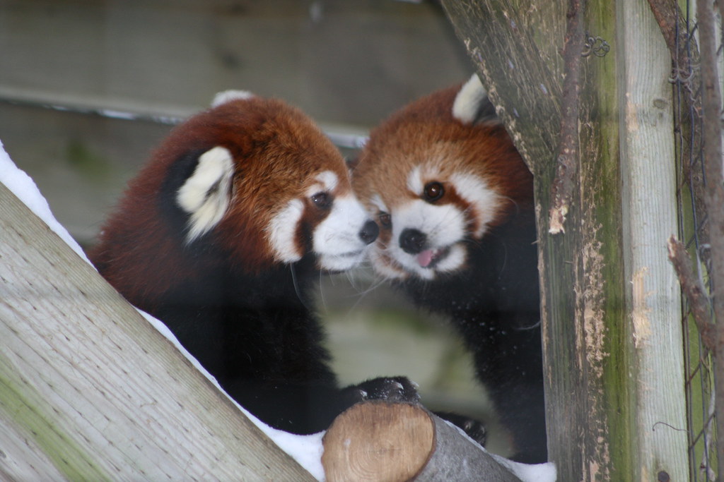 Red Panda (Firefox) in love The Granby Zoo open his gates … Flickr