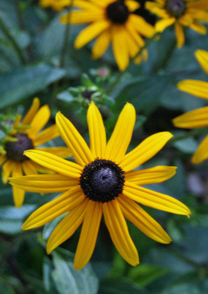 BlackEyed Susans BlackEyed Susans are a common roadside … Flickr