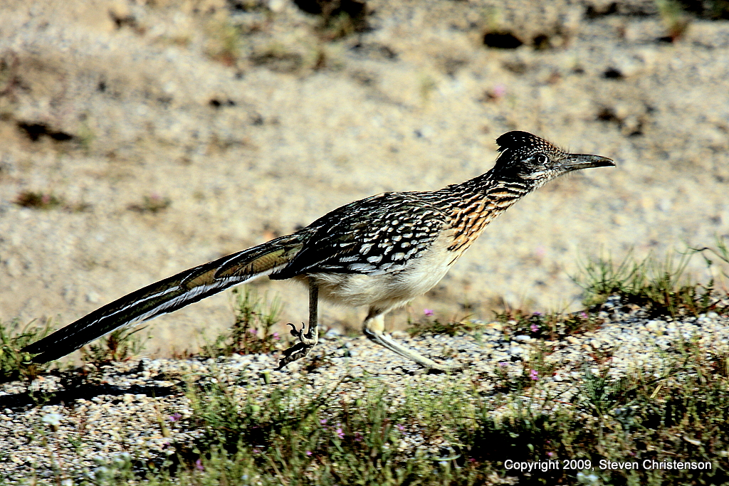 Meepmeep [42_02415] Here is a female Roadrunner that I ha… Flickr