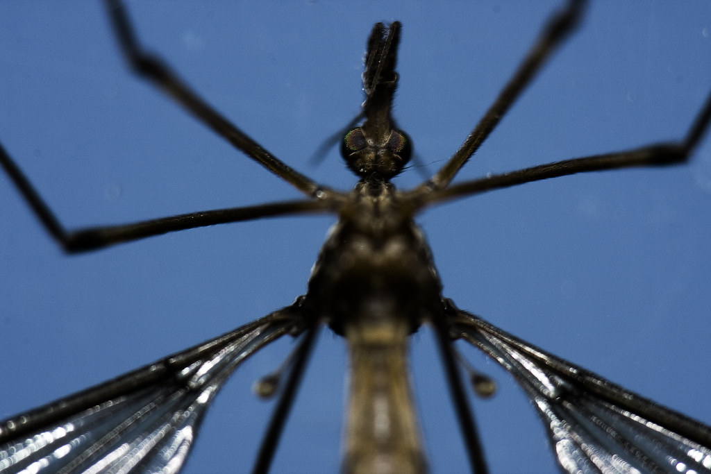 Mosquito Hawk AKA Crane Fly David Prosser Flickr