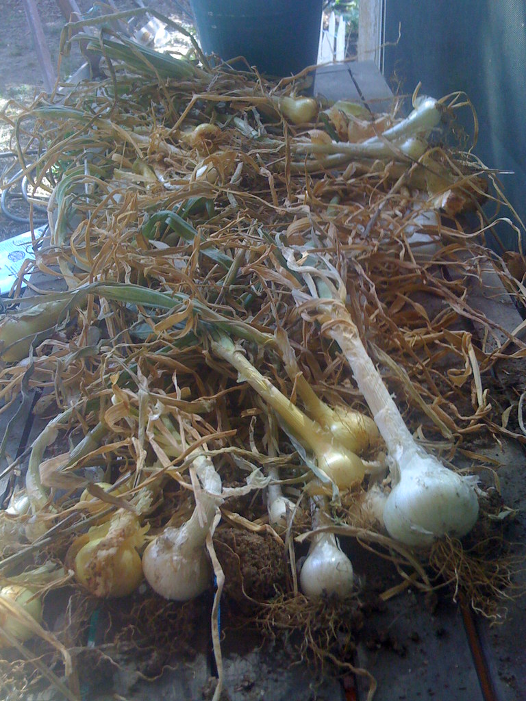 onion harvest I dug up one of my beds that had my garlic a… Flickr