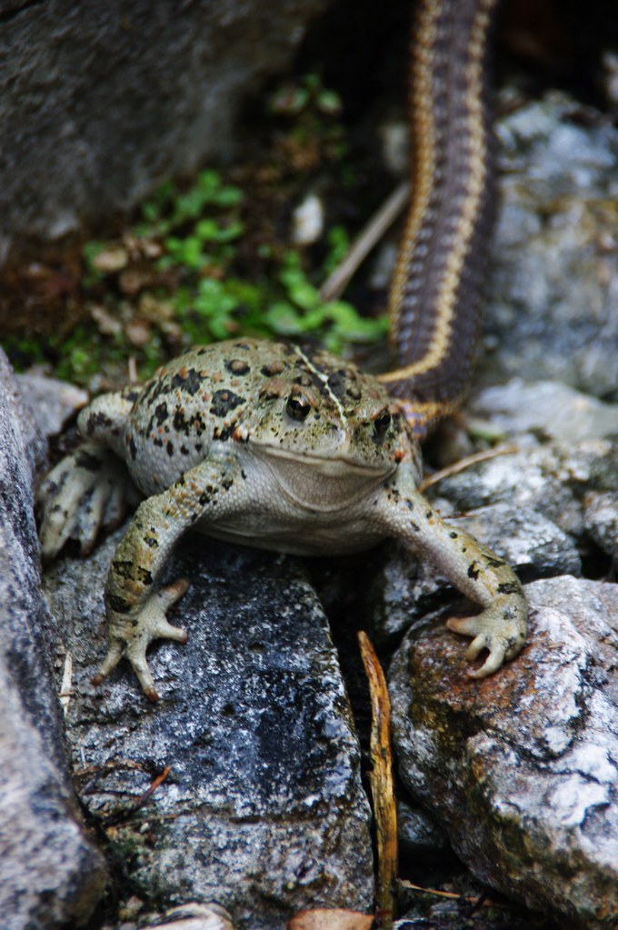 7,000 CFS Main Salmon August 1st 6th 118 zacharyrogala Flickr