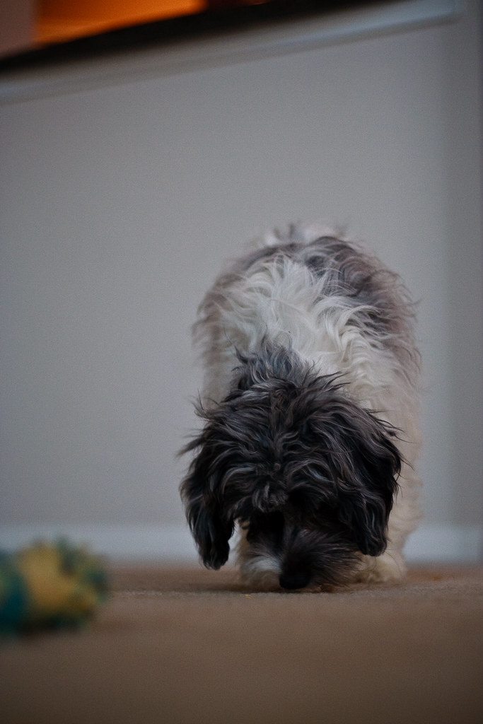 Dog sitting Huxley This is Huxley (named after Aldous Huxl… Flickr