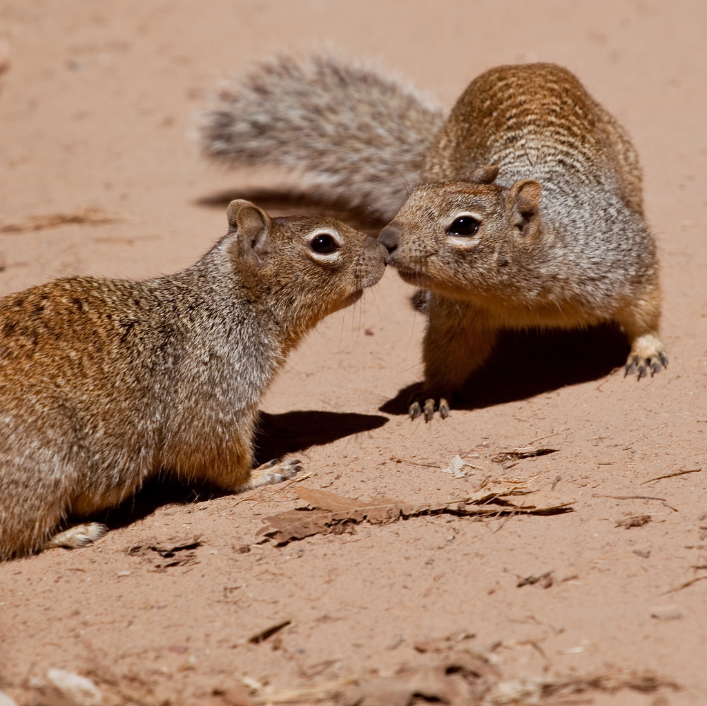 Squirrels Kissing A romantic encounter witnessed at Zion N… Flickr