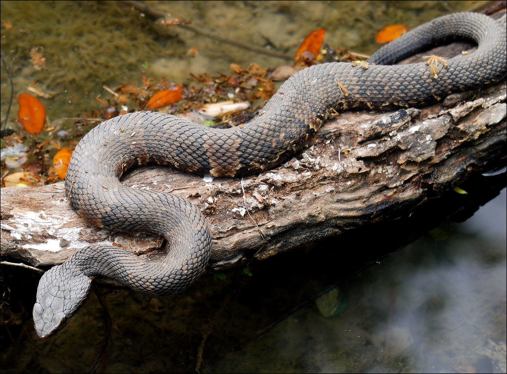 Water Moccasin The Cottonmouth Water Moccasin (Agkistrodon… Flickr
