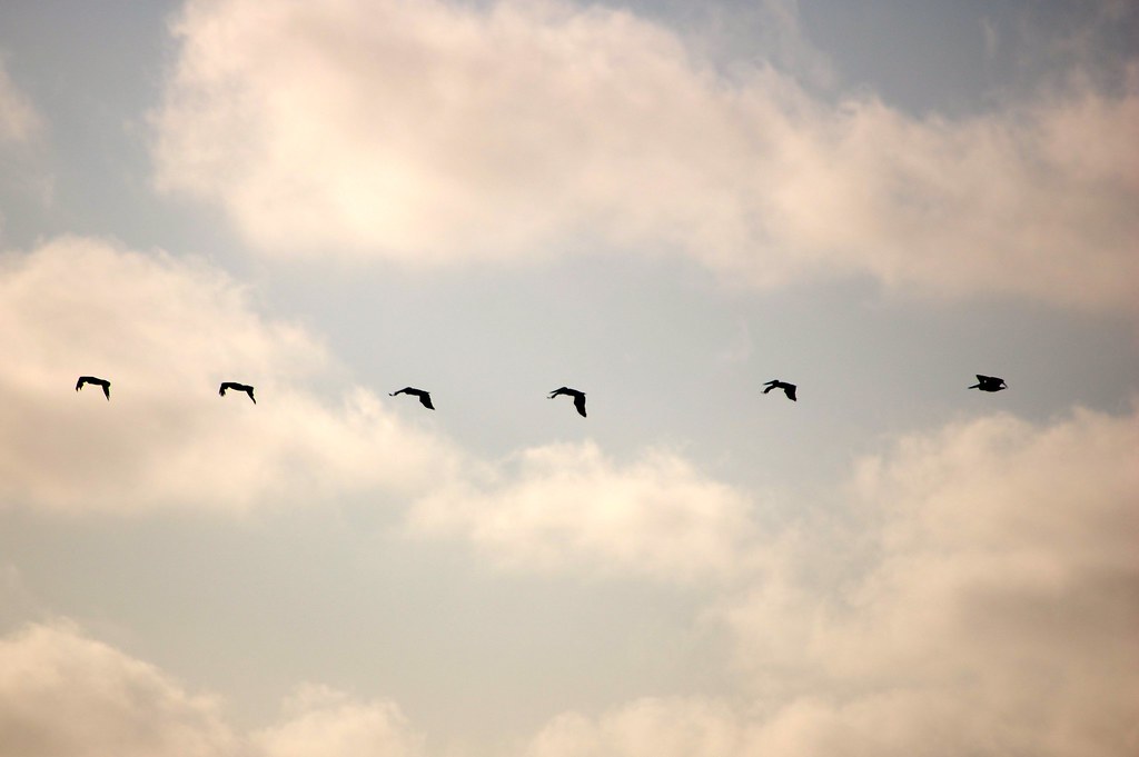 DSC_0087 A group of birds flying away for the night at Oce… Flickr
