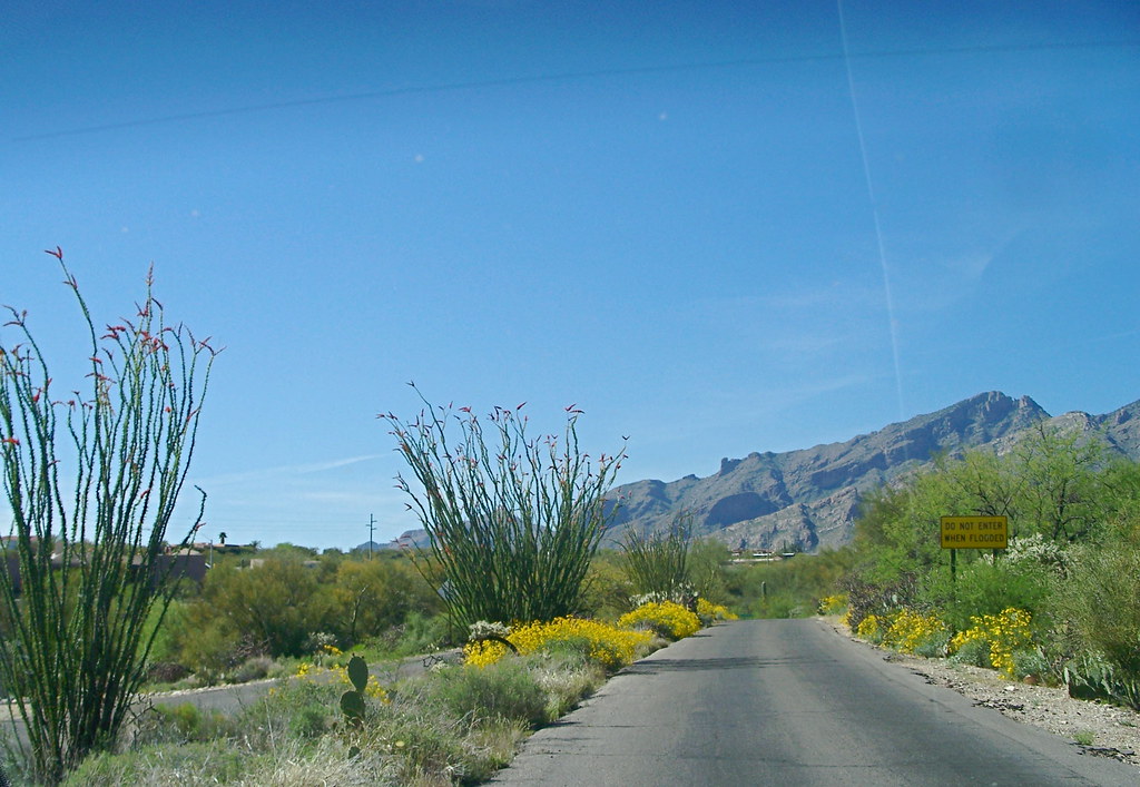 Neighborhood street, Ocotillo in bloom More to come... angryparsnip
