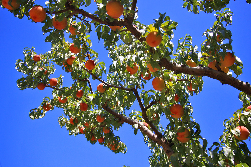 Oregon peaches Random peach tree branches... et078 Flickr