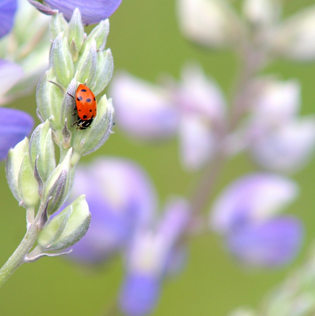 Why do ladybugs have spots? Cuz they taste bad. The spots … Flickr