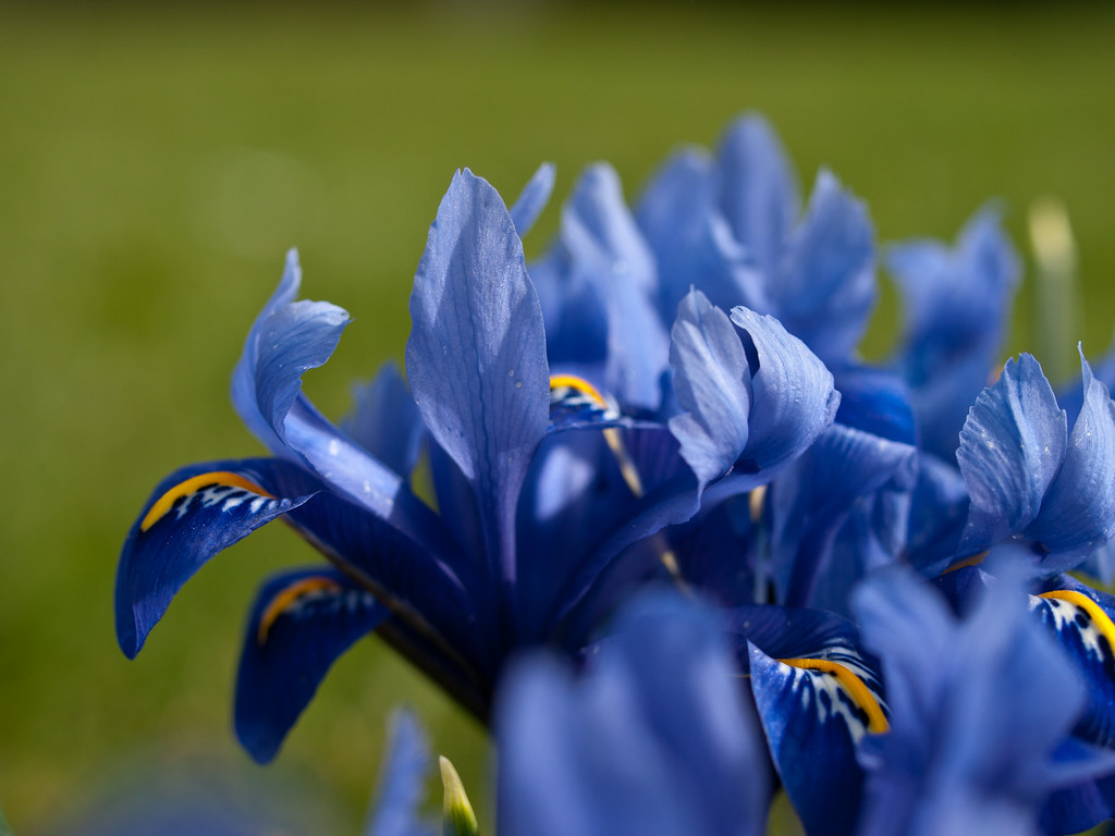 Blue Iris Blue iris near the Pergola on Hampstead Heath PE… Flickr