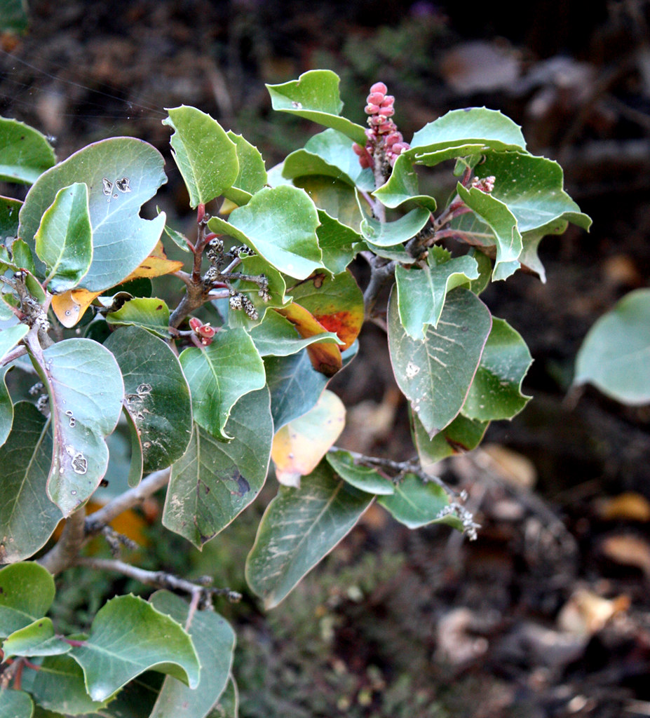 Sugar Bush Related to lemonade berry plant. tree3toad Flickr