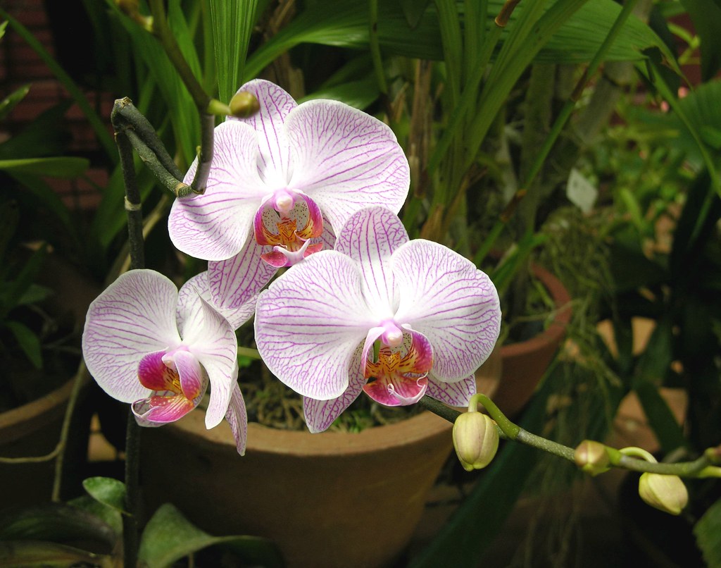 Peredeniya Orchids, Kandy, Sri Lanka Royal Botanical Garde… Flickr