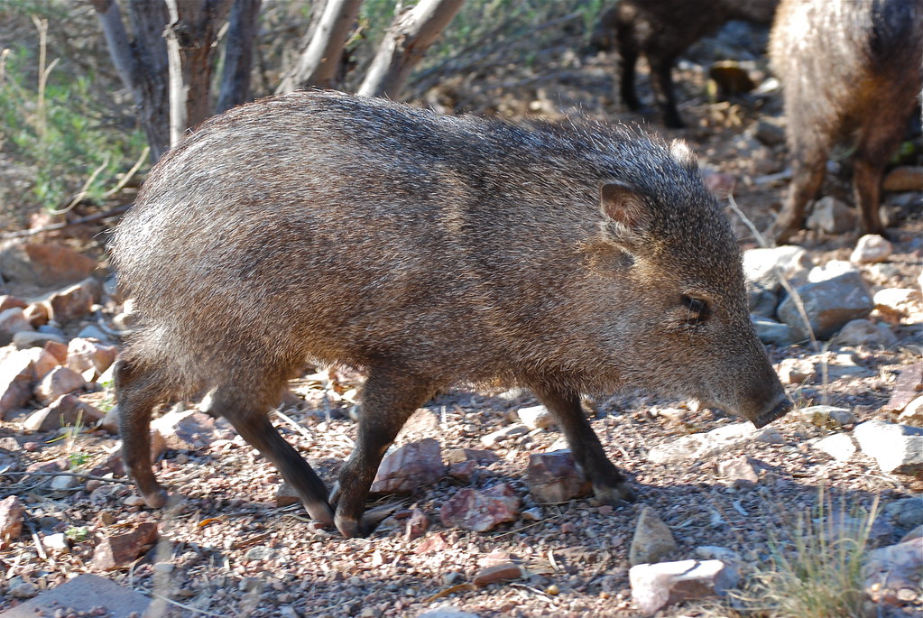 Javelina passing through in a herd of about 20 animals pas… Flickr