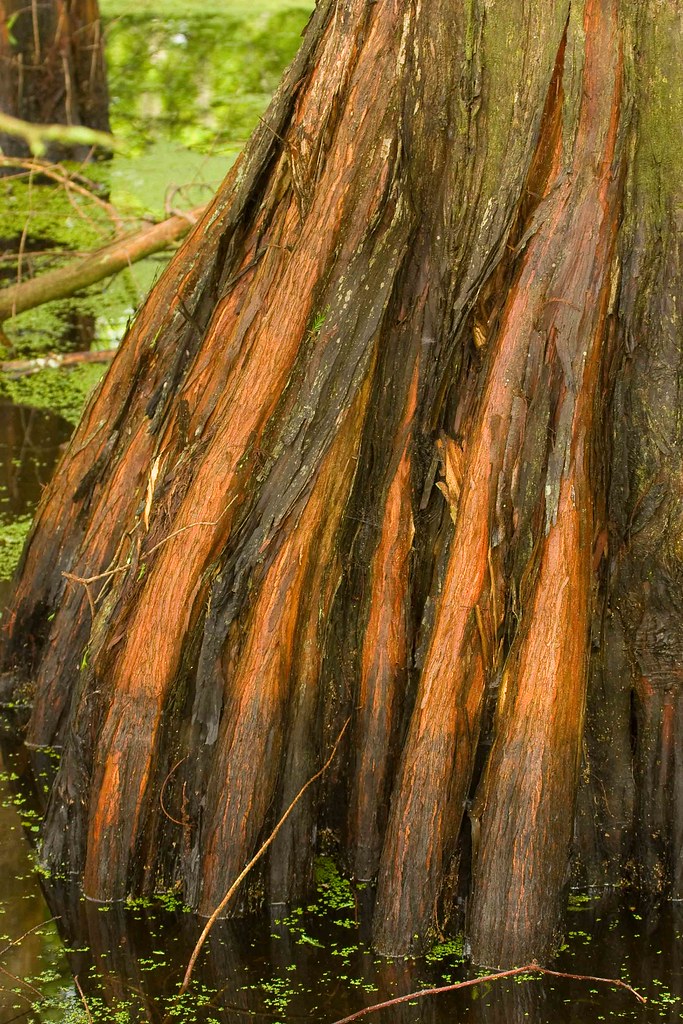 Cypress root Sunset on a Cypress tree root Tom Flickr