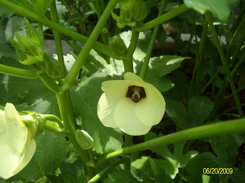 Okra flowers Looking like a tulip/hibiscus hybrids, these … Flickr