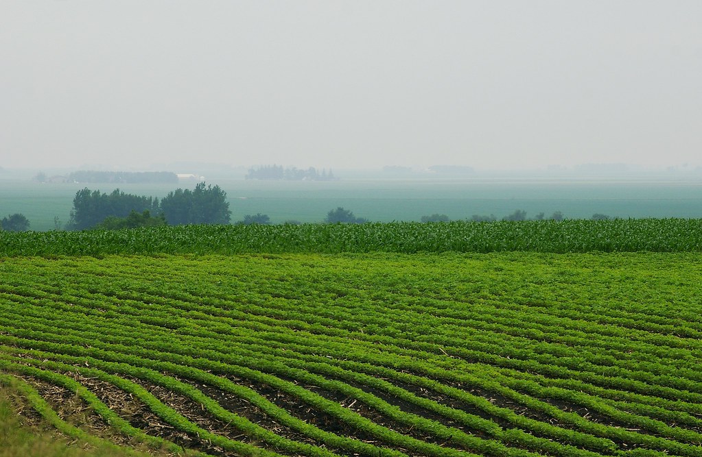 Fields of Green Pastoral Iowa farmland near Algona, Iowa. Martha Decker Flickr