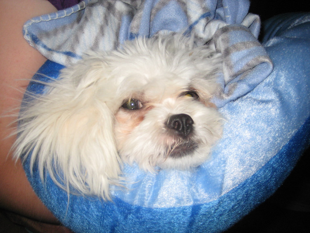 IMG_3381 Wendell Carpenter Flickr