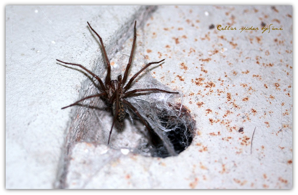 Cellar spider On our celler lives a big black spider. LETHO 2706