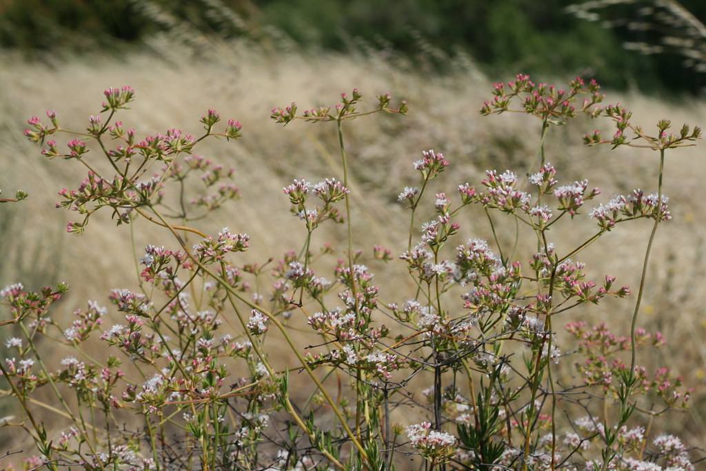 Wild Flowers in Mission Trails Park Steve Holden Flickr
