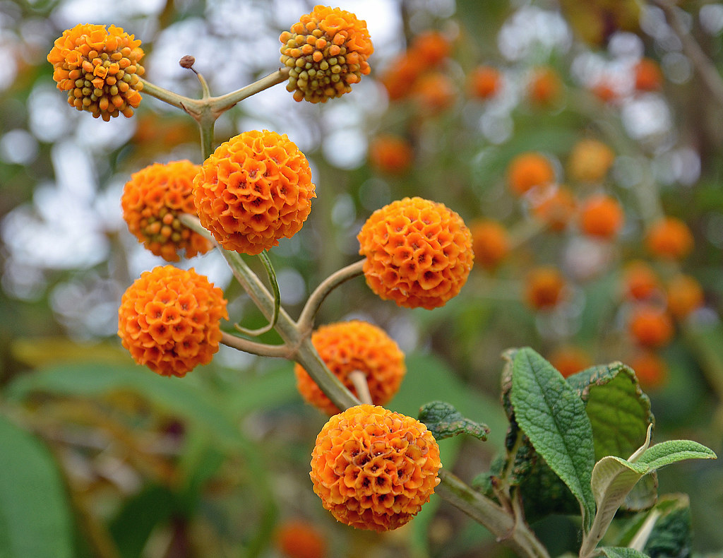 Buddleja globosa the Orange Ball Tree The Orange Ball Tr… Flickr