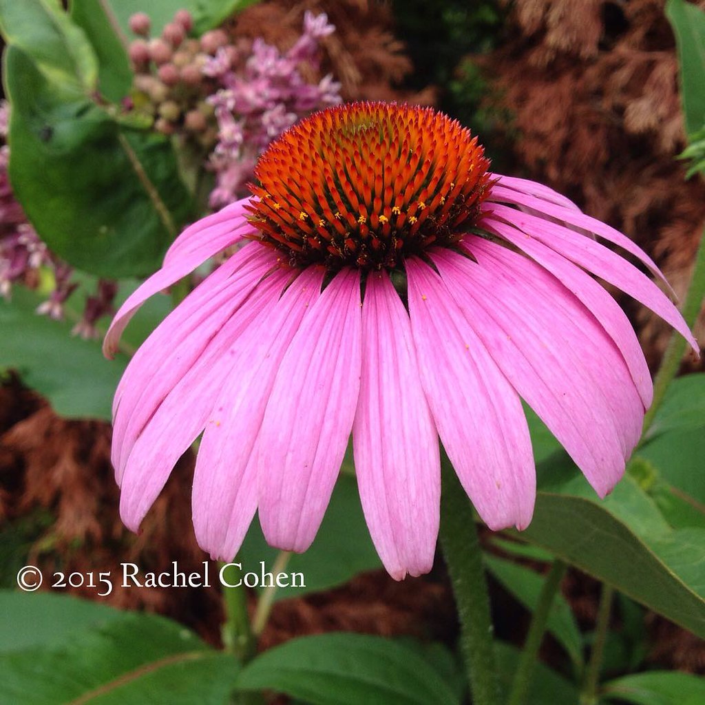 It's the start of Purple Coneflower season! purple conef… Flickr