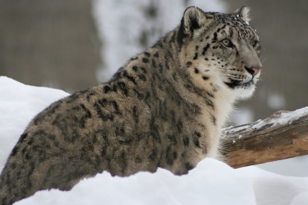 Snow Leopard The Granby Zoo open his gates in winter. It's… Flickr