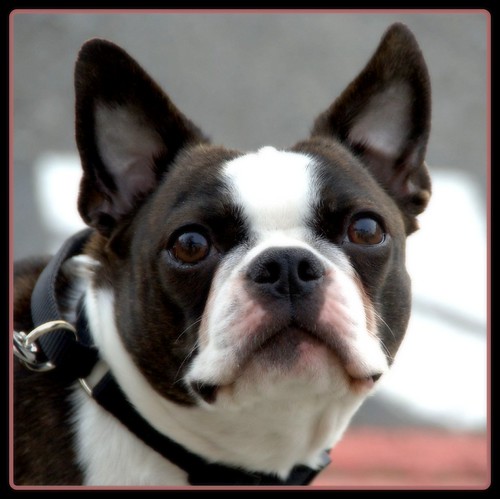 Henry Henry is my friend's dog and he is a wonderful littl… Flickr