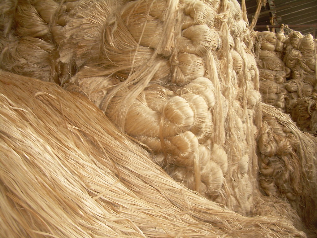 Golden Fibre Jute Jute is a natural fibre used to spin yar… Flickr
