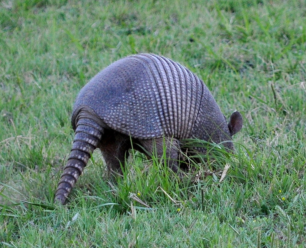 Armadillo digging Colorado Bend State Park, Texas Matt Dil Flickr