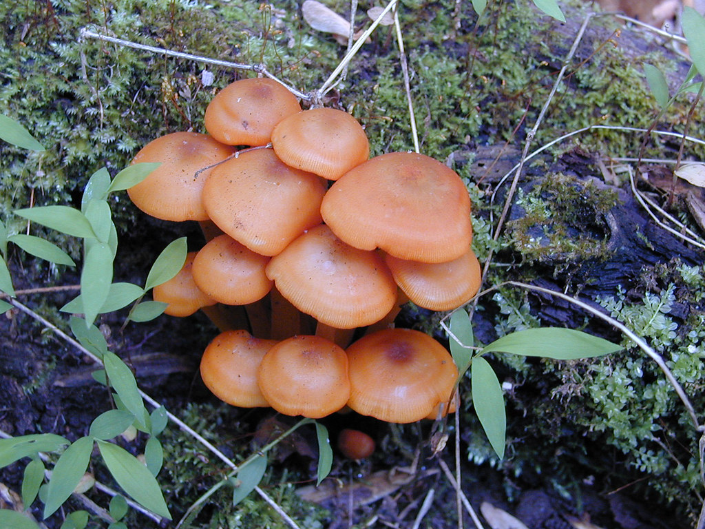 orange mushrooms riverbend park yakfur Flickr