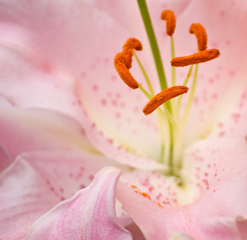 Elevation of E McElroy Rd, Mansfield, OH, USA Topographic Map