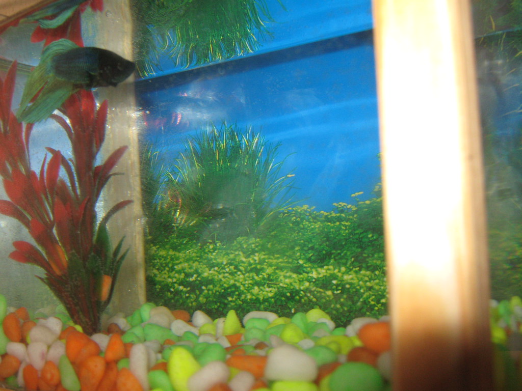 IMG_2519 A somewhat finished homemade fish tank. Used 2 gl… Flickr