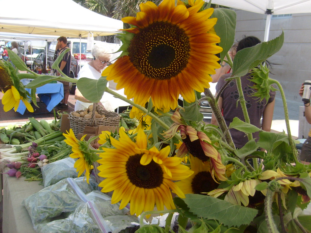 sunflowers at wilmington farmers market lots of colors abo… Flickr