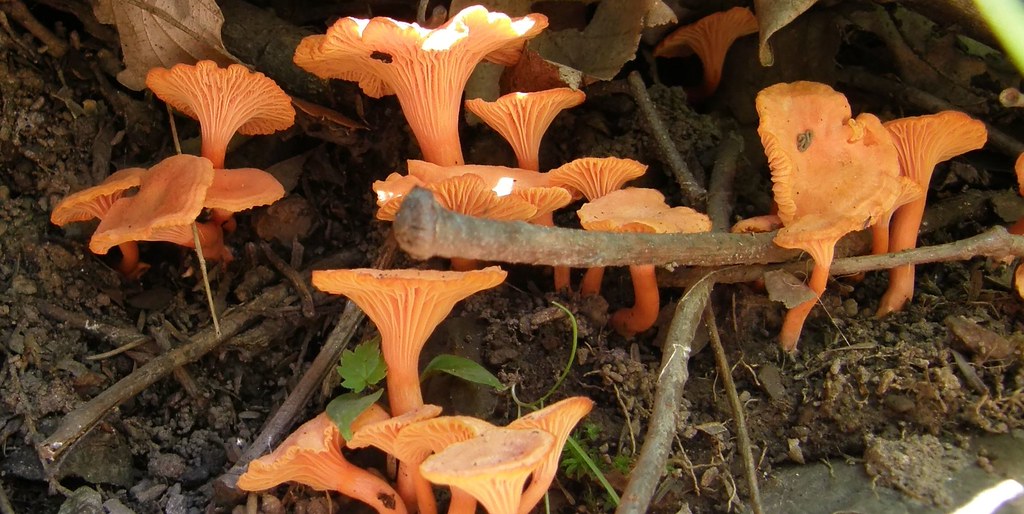 cinnabar red chanterelles There is a path I regularly walk… Flickr
